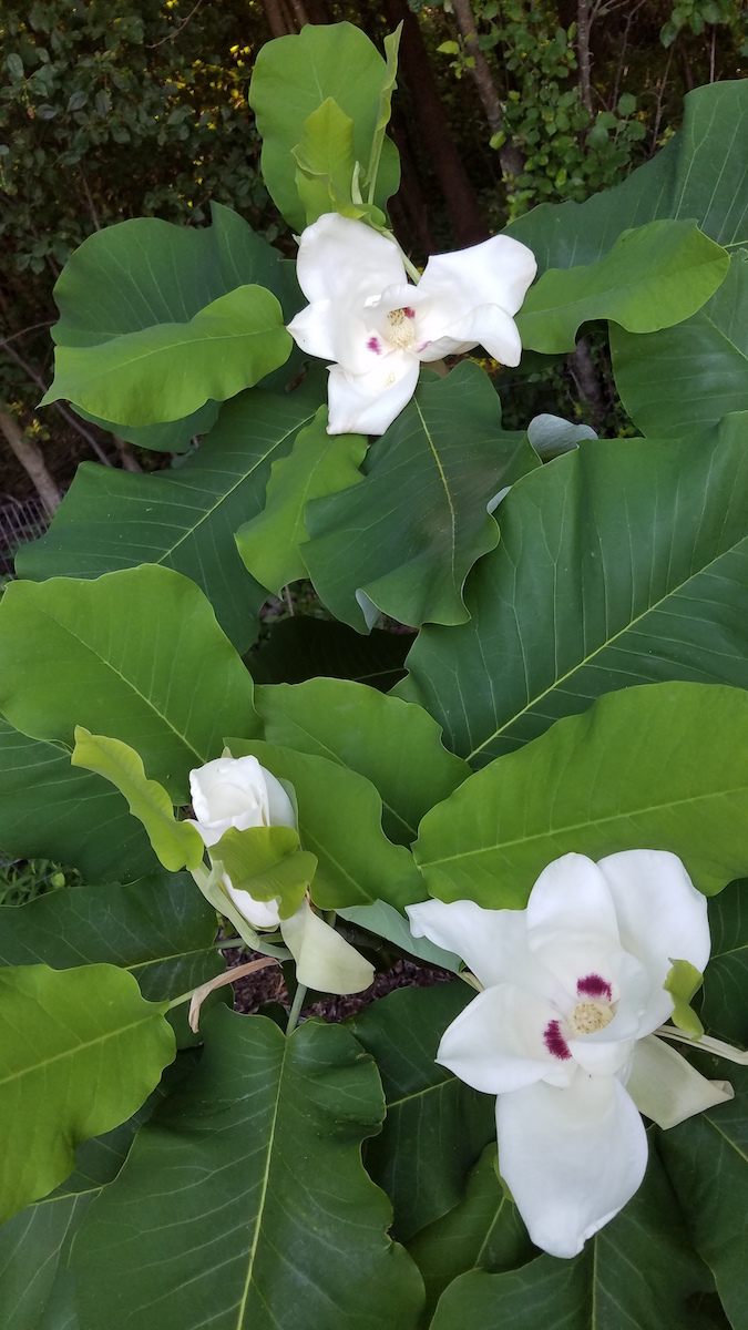 macrophylla ssp ashei